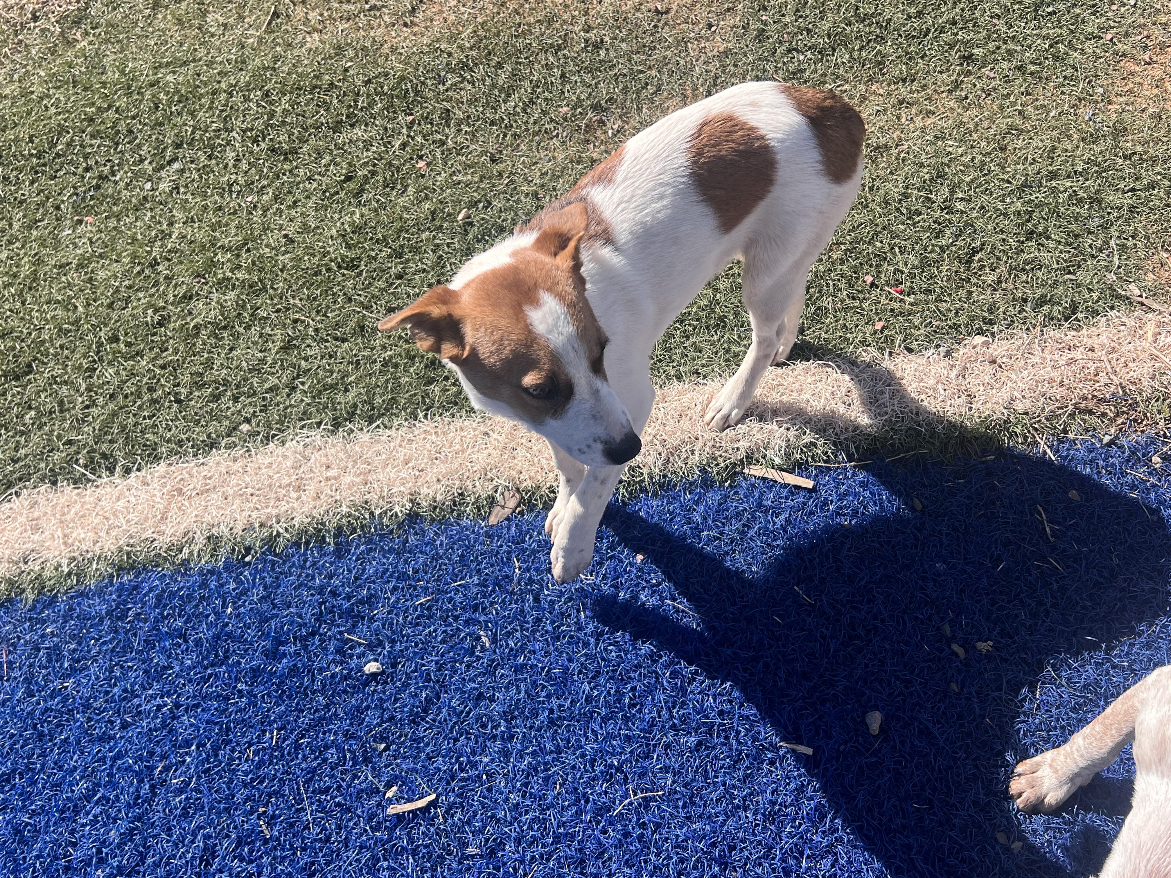 Cheyenne, adopted, Young Female Australian Cattle Dog / Blue Heeler.