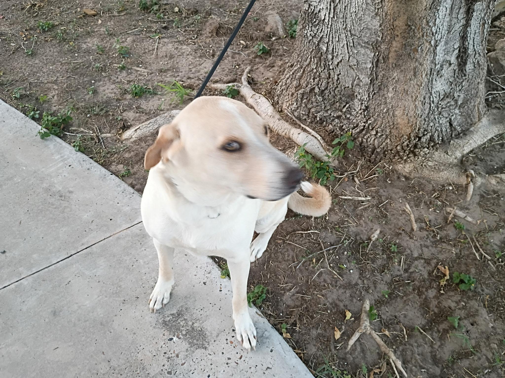 Enlarge Bishop, a Adoptable mixed breed in Willowbrook , IL image 4/6