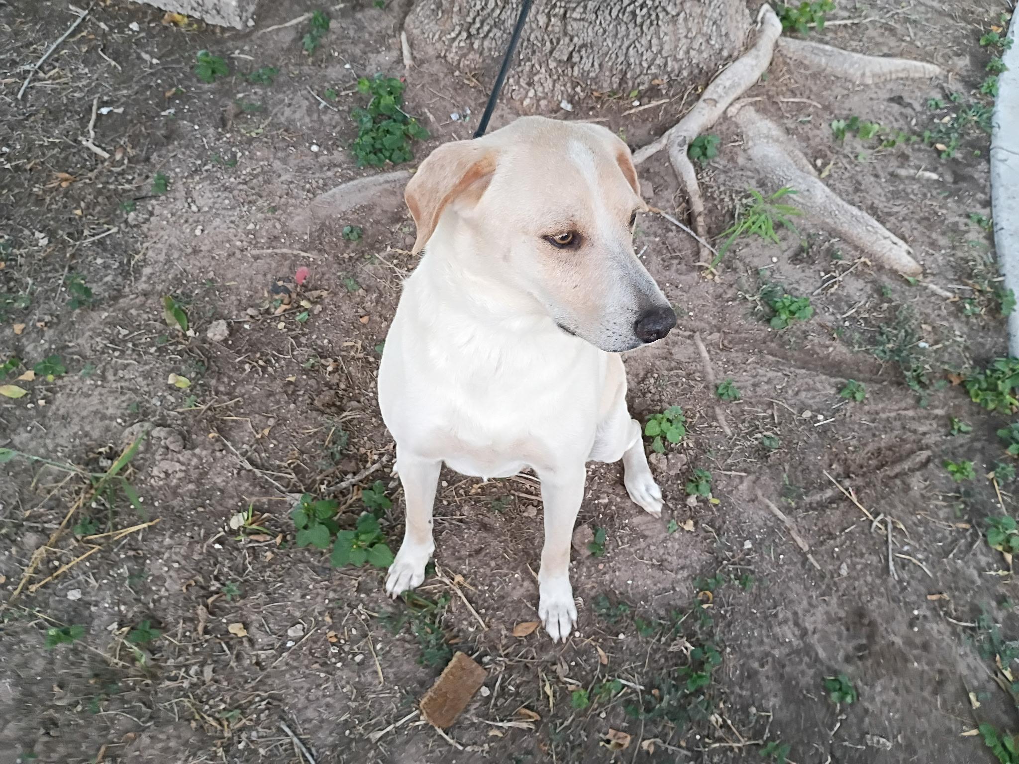 Enlarge Bishop, a Adoptable mixed breed in Willowbrook , IL image 5/6