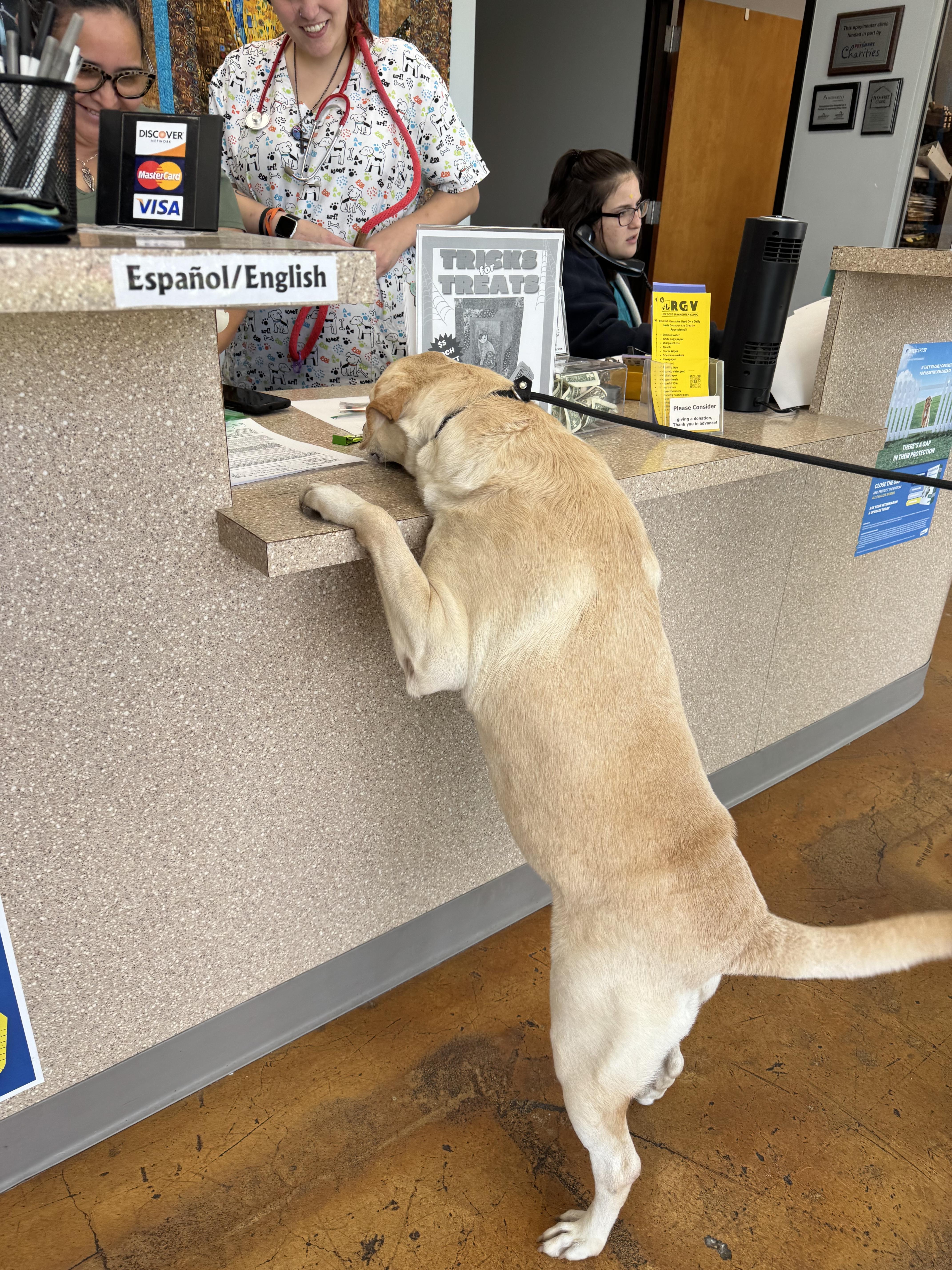Enlarge Bishop, a Adoptable mixed breed in Willowbrook , IL image 2/6