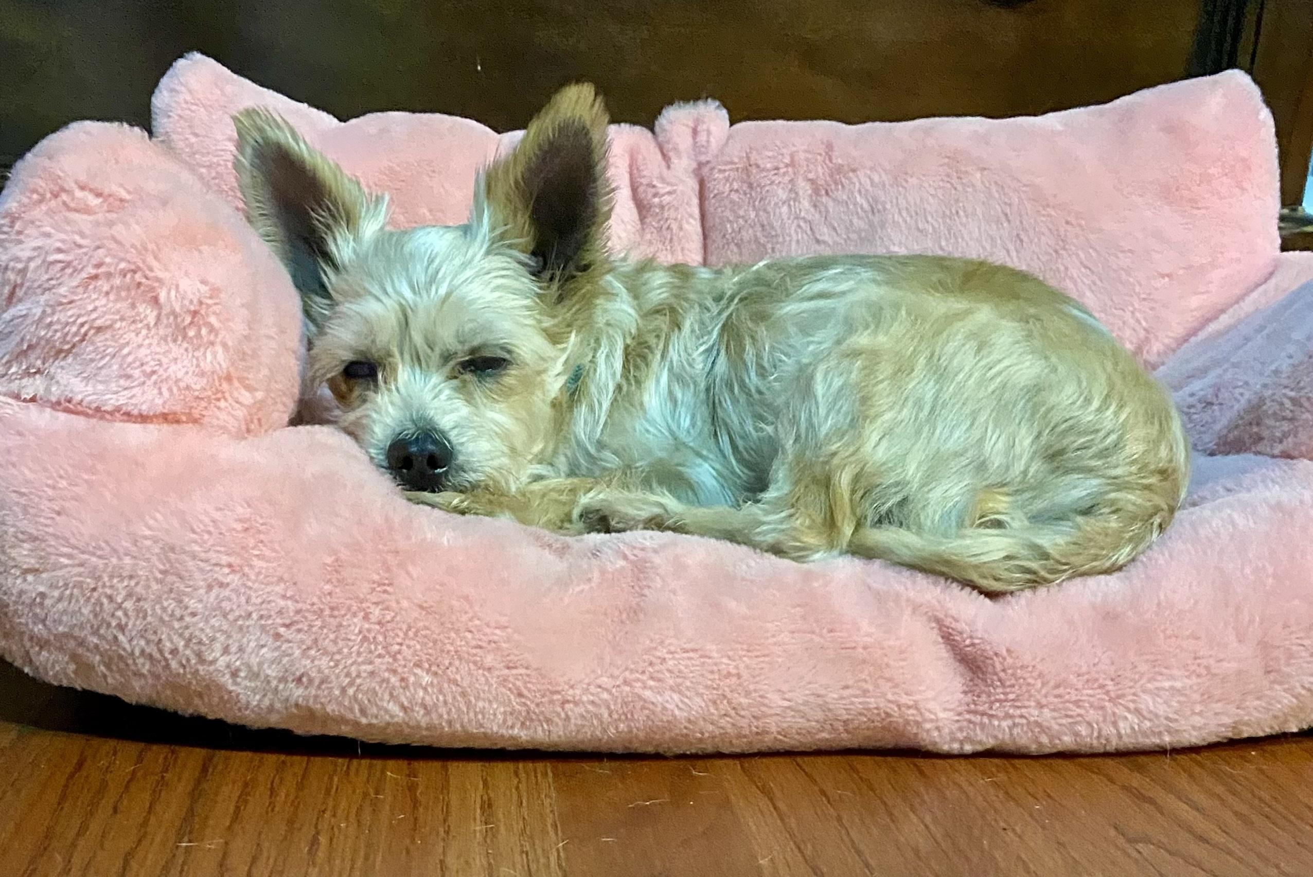 Enlarge Cody, a ADOPTABLE Yorkshire Terrier in Bethel, CT image 2/6
