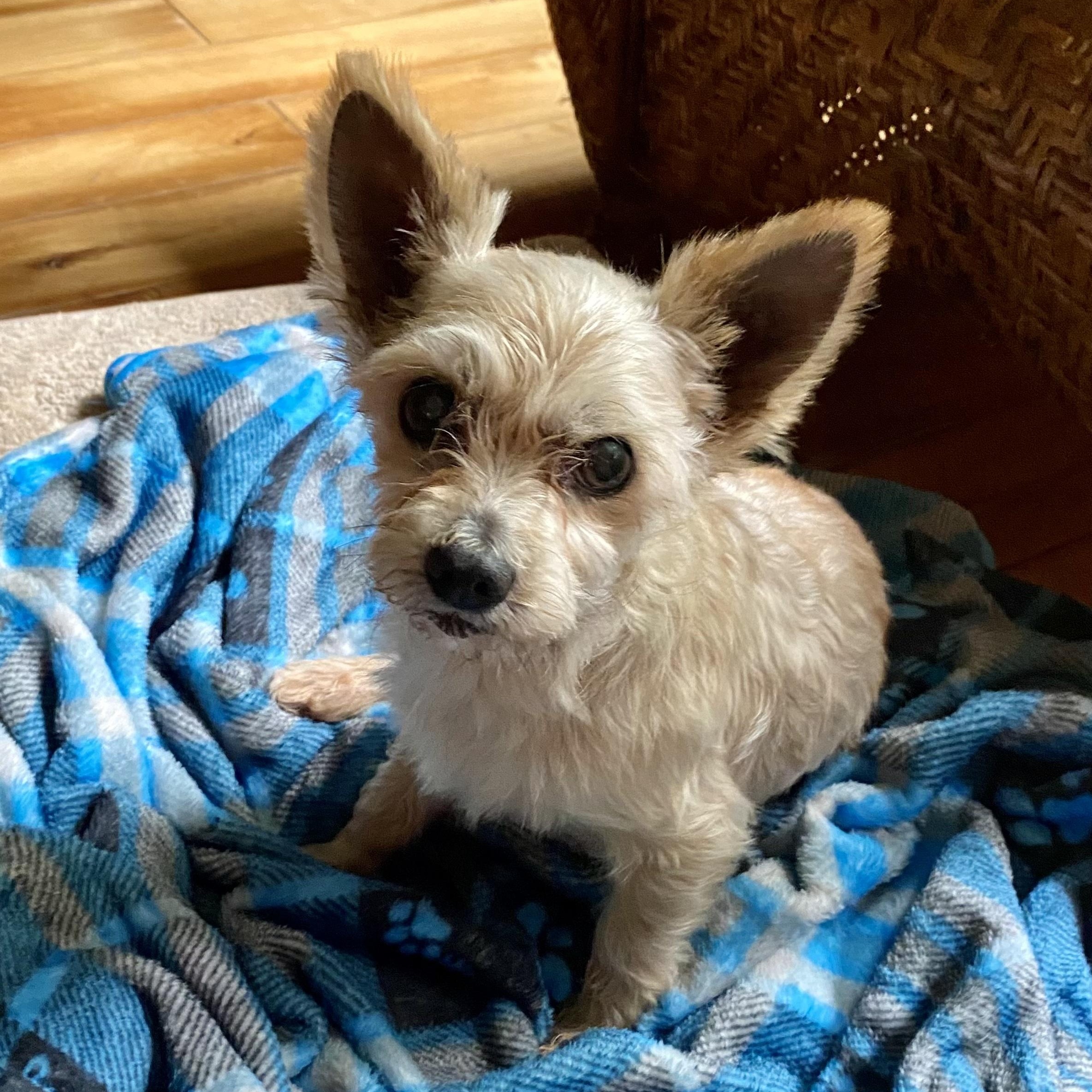 Enlarge Cody, a ADOPTABLE Yorkshire Terrier in Bethel, CT image 1/6