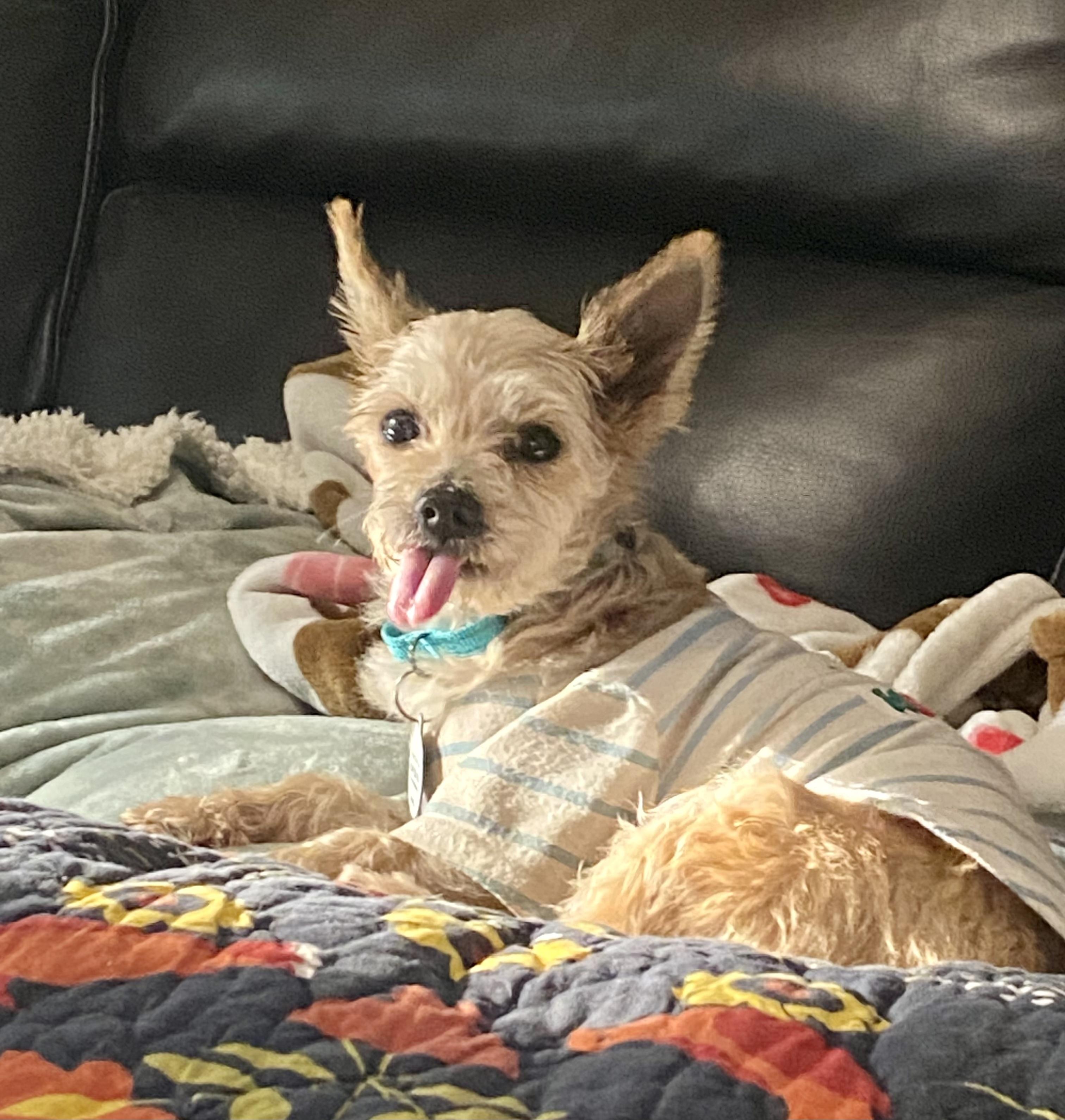 Enlarge Cody, a ADOPTABLE Yorkshire Terrier in Bethel, CT image 6/6