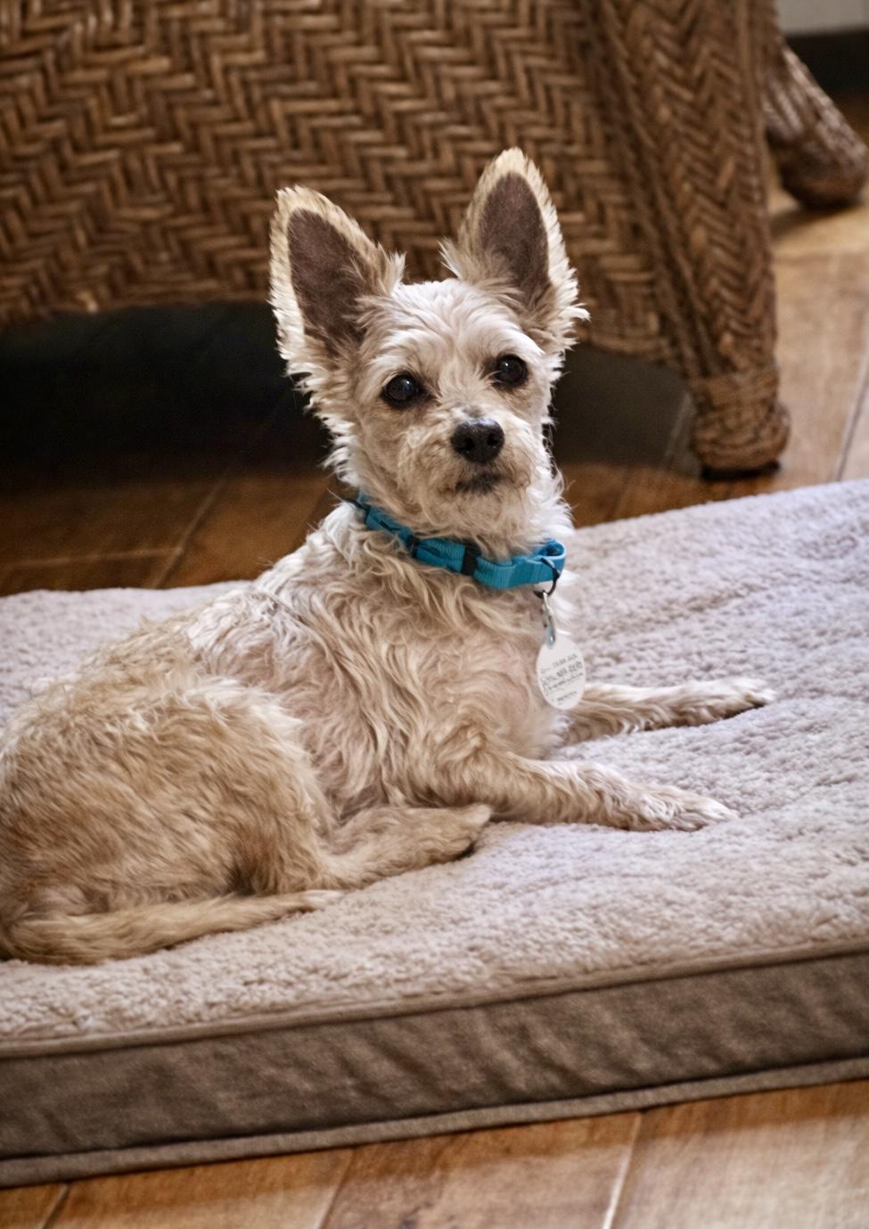 Enlarge Cody, a ADOPTABLE Yorkshire Terrier in Bethel, CT image 4/6