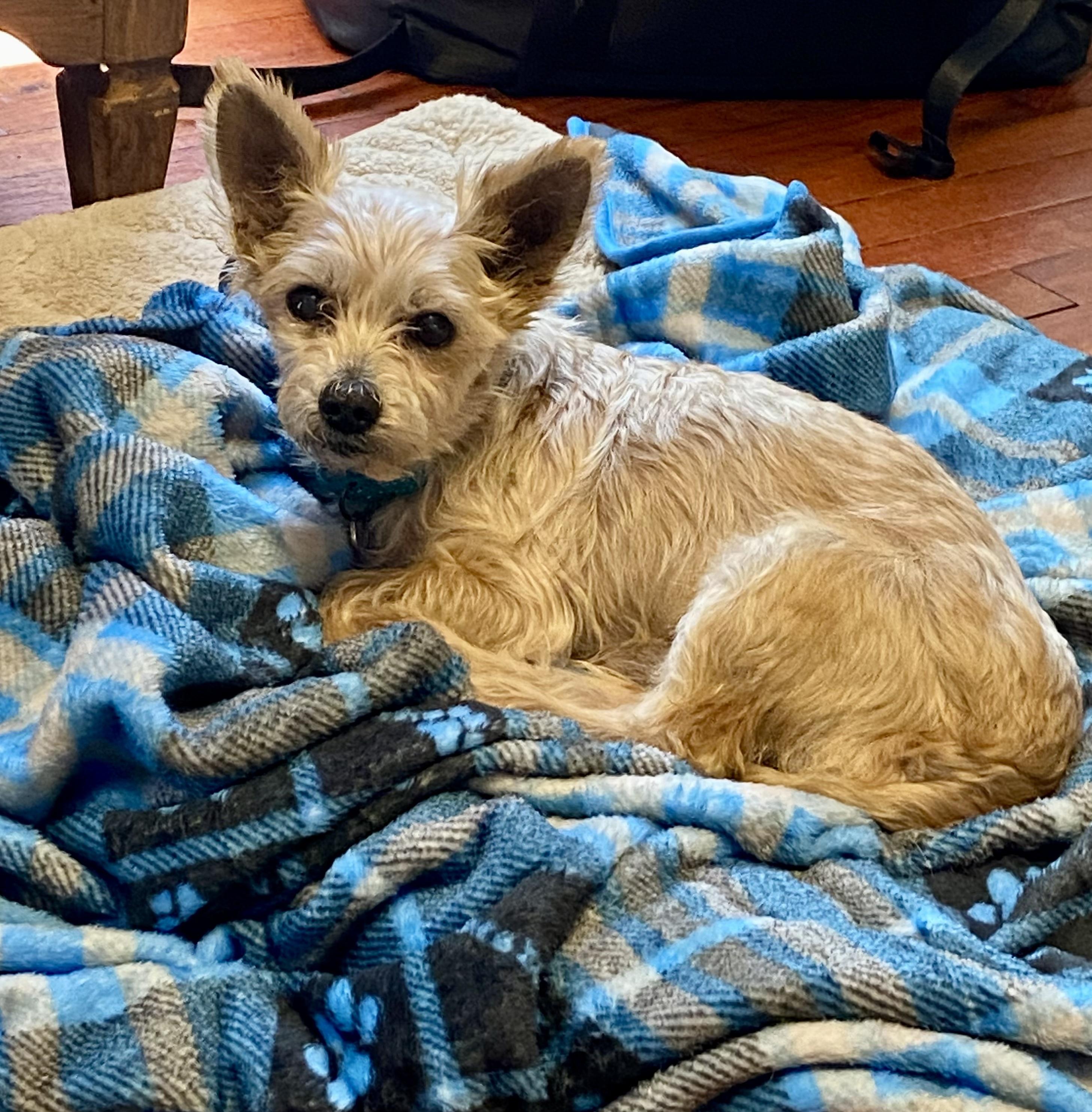 Enlarge Cody, a ADOPTABLE Yorkshire Terrier in Bethel, CT image 3/6