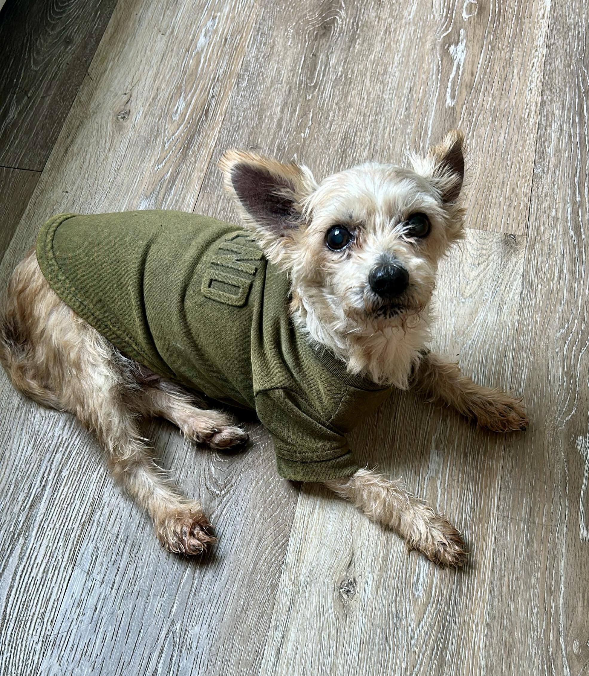 Enlarge Cody, a ADOPTABLE Yorkshire Terrier in Bethel, CT image 5/6
