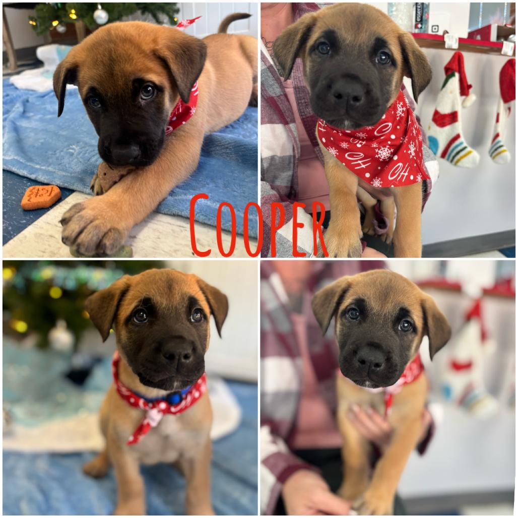 Cooper, Adoptable, Puppy Male Shepherd.