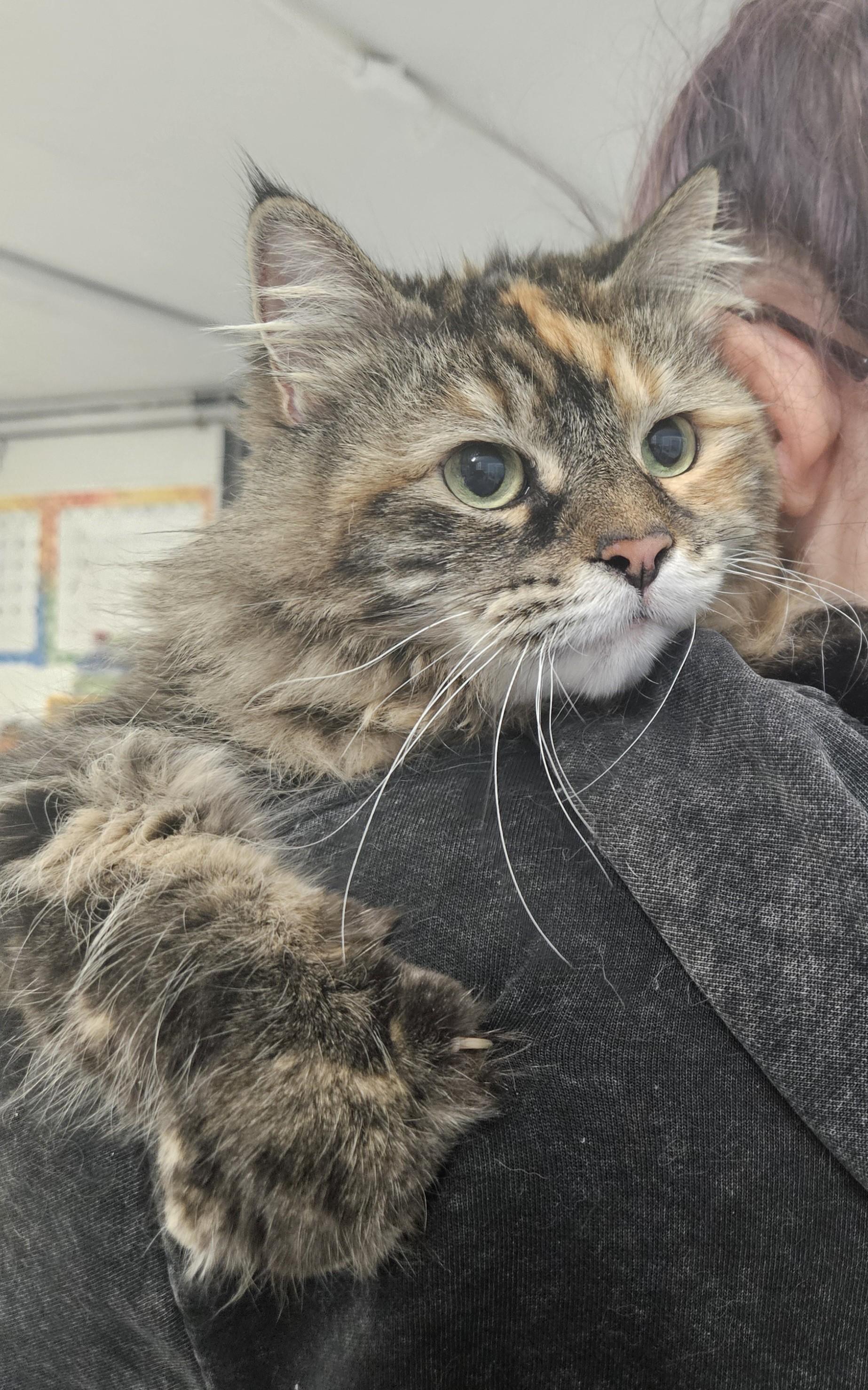Enlarge Blitzer, a Adoptable mixed breed in Claremont, NH image 1/1
