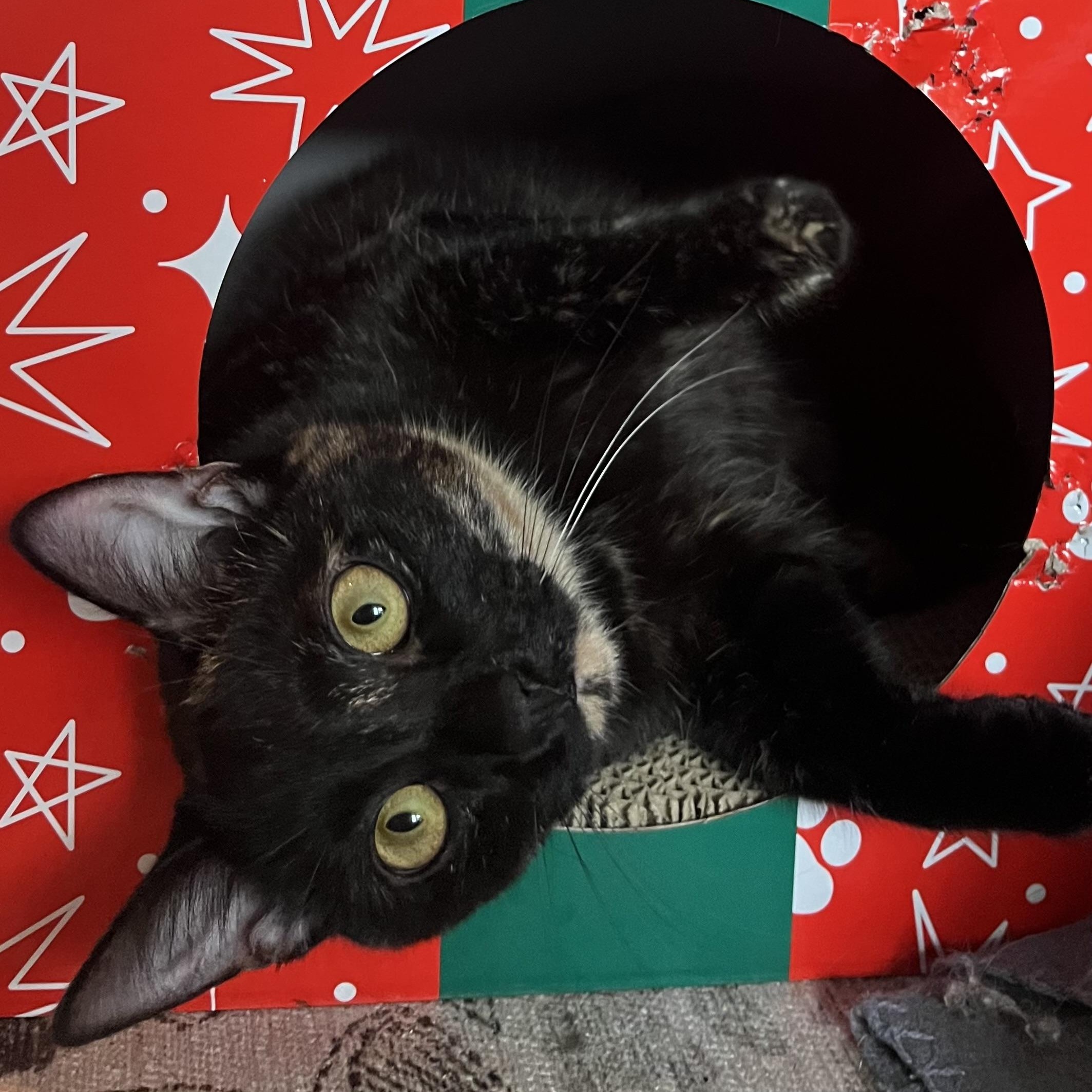 Wampus (bonded with Nessie), Adoptable, Kitten Female Domestic Short Hair.