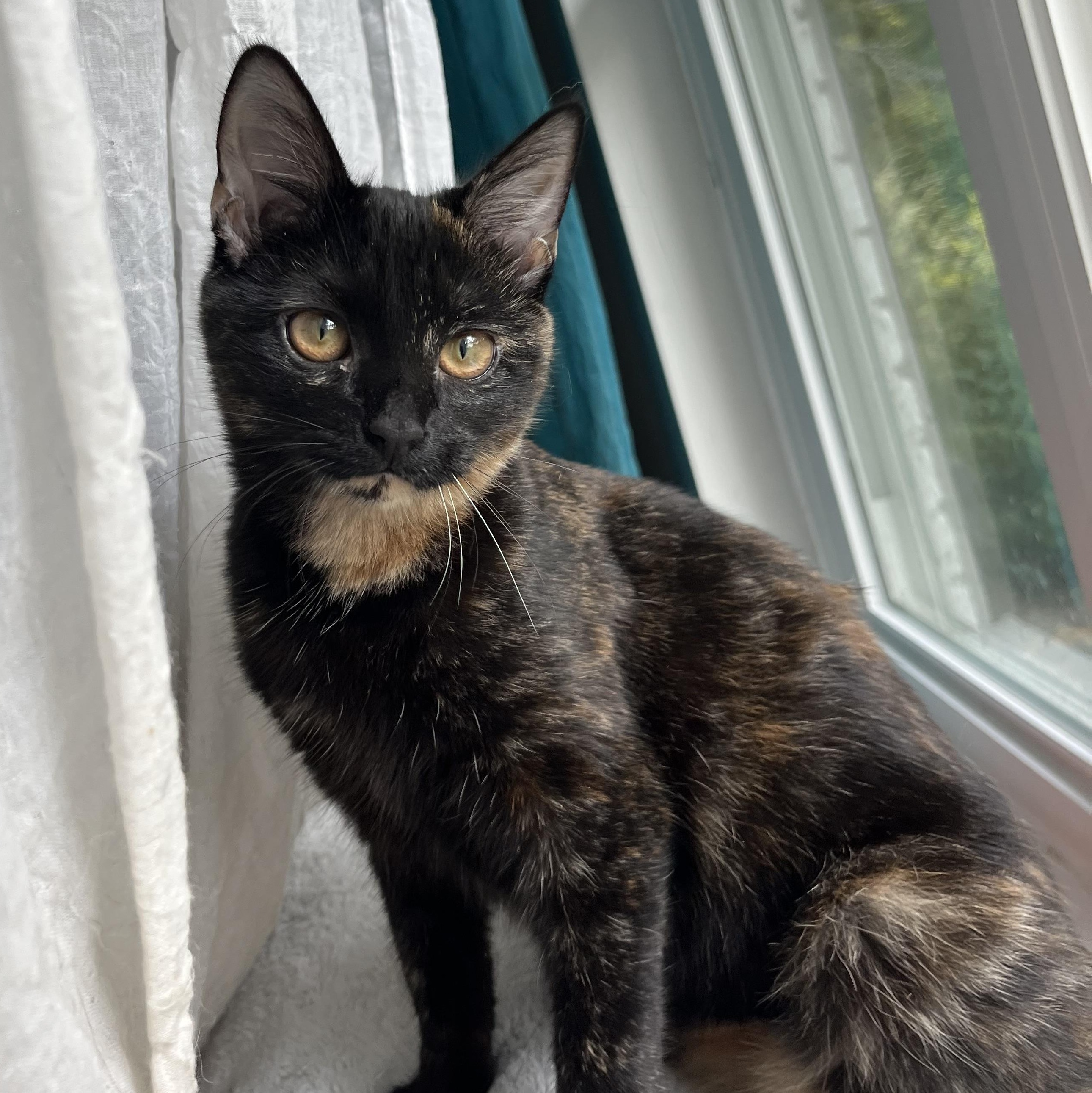 Wampus (bonded with Nessie), a Adoptable Domestic Short Hair in Fort Oglethorpe, GA image 6/6