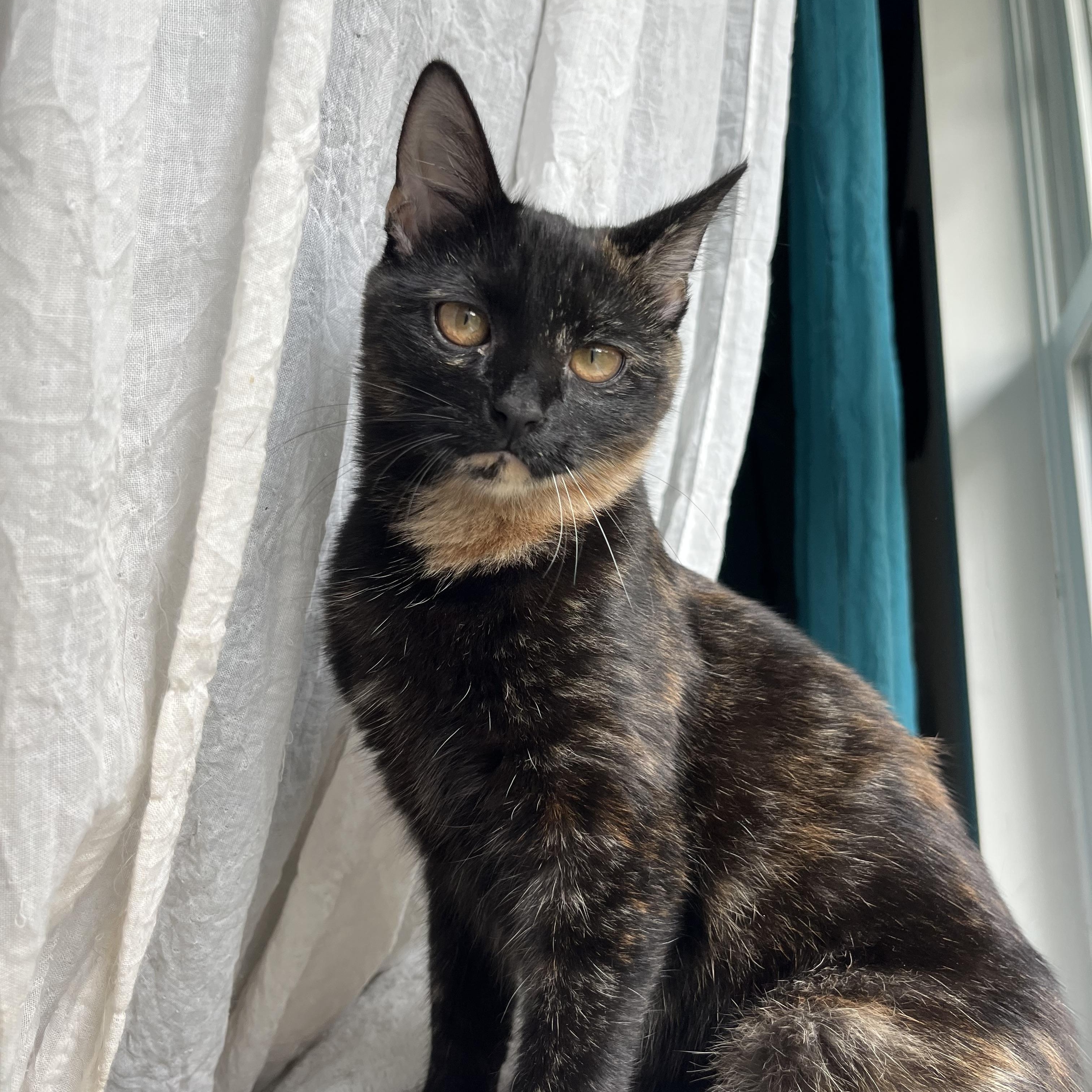 Wampus (bonded with Nessie), a Adoptable Domestic Short Hair in Fort Oglethorpe, GA image 4/6