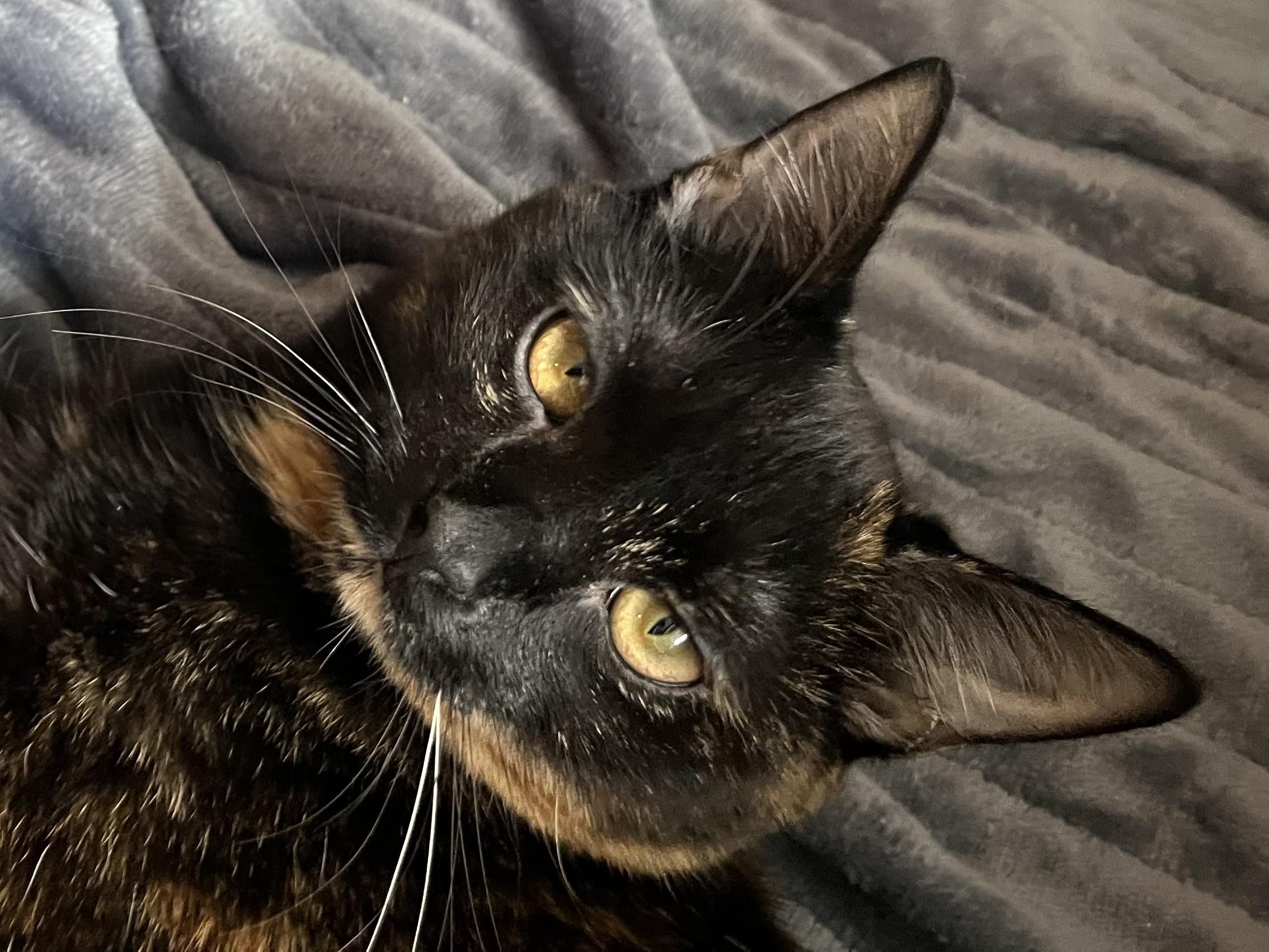 Wampus (bonded with Nessie), a Adoptable Domestic Short Hair in Fort Oglethorpe, GA image 3/6