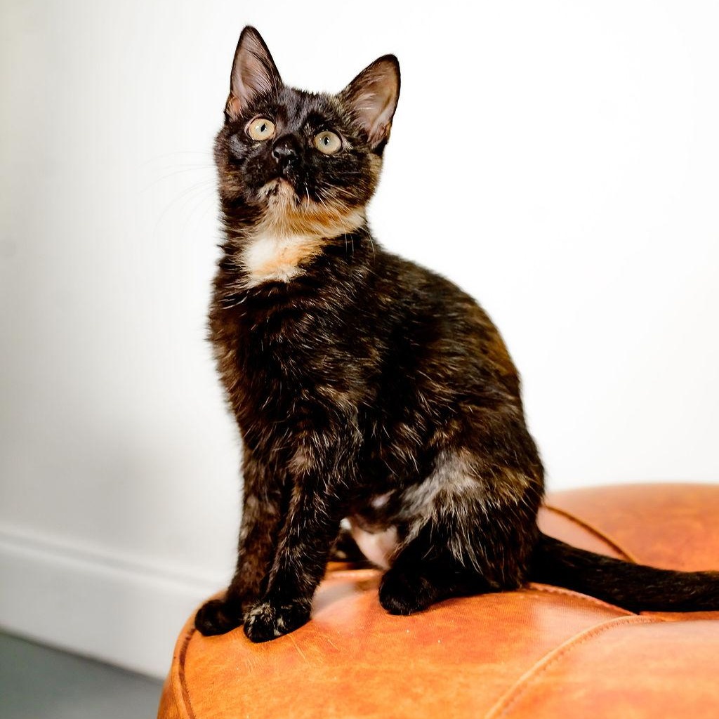 Wampus (bonded with Nessie), a Adoptable Domestic Short Hair in Fort Oglethorpe, GA image 5/6