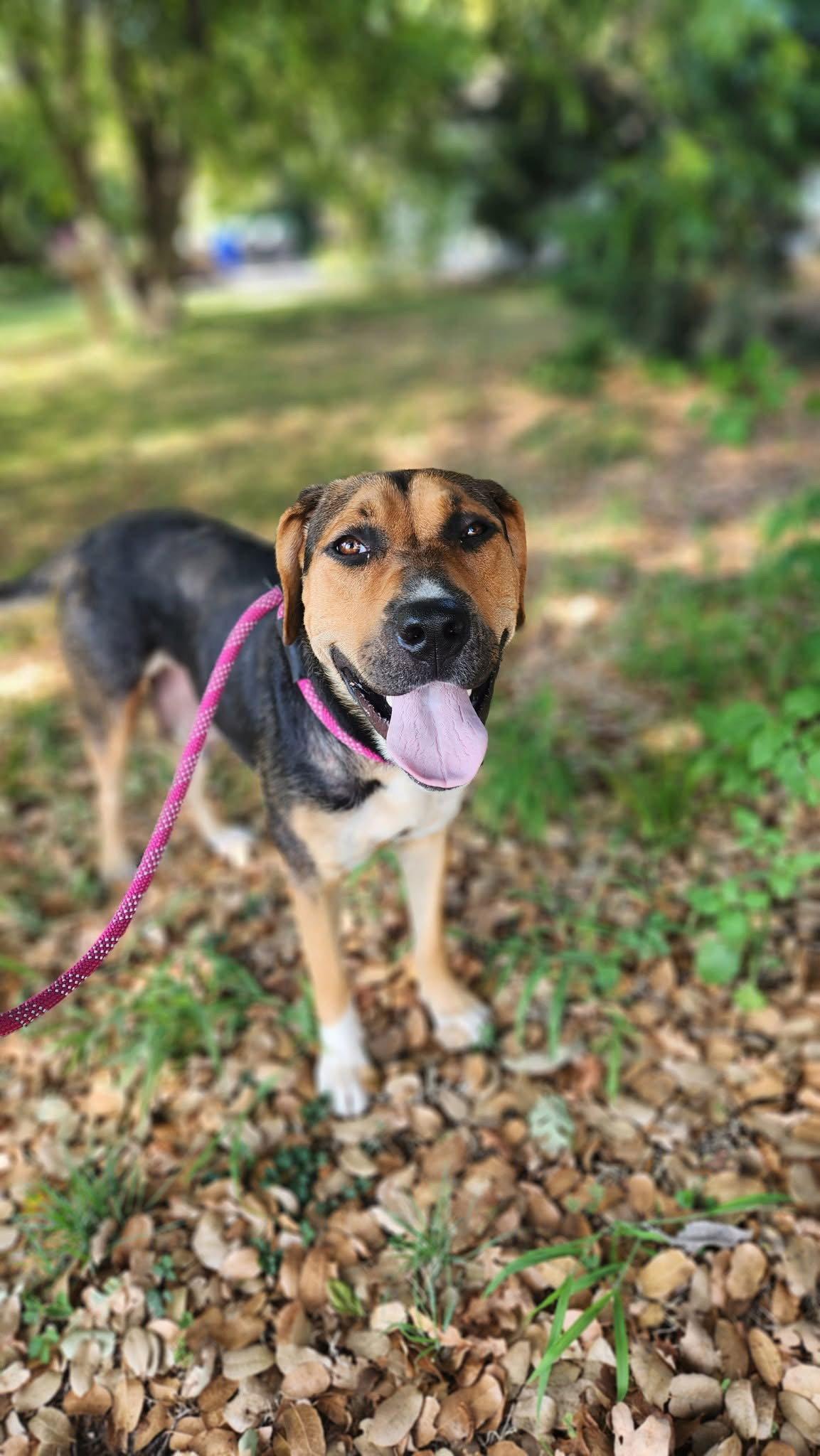 Enlarge Anne, a Adoptable mixed breed in Sunnyvale, CA image 1/1