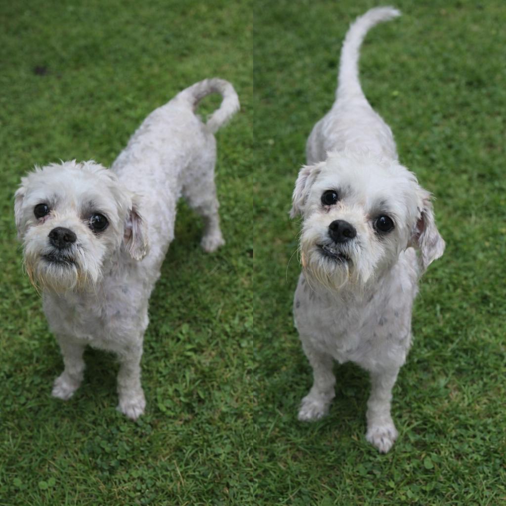 Asher, Adoptable, Adult Male Maltese & Poodle.