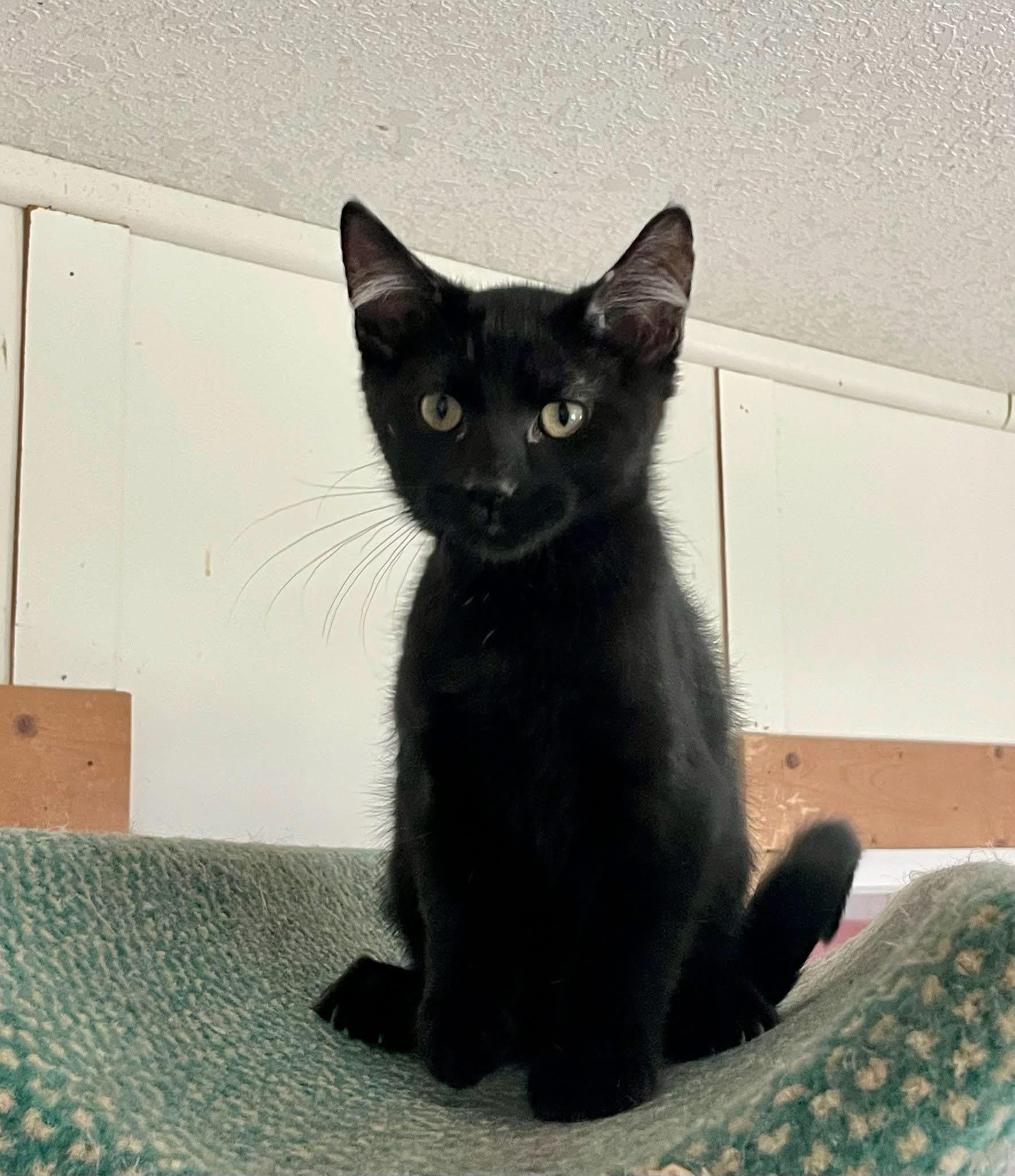Velvet (from foster with small dogs)