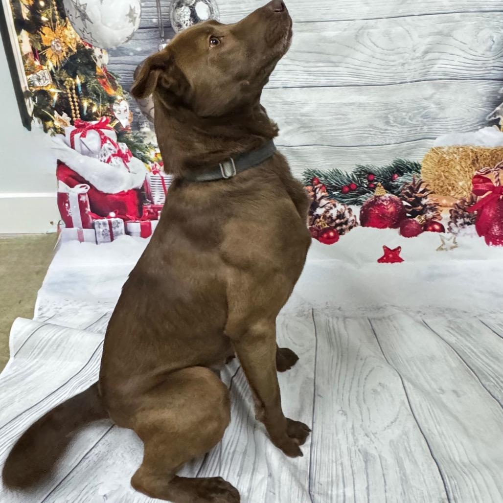 Patton, Adoptable, Adult Male Labrador Retriever & Mixed Breed.