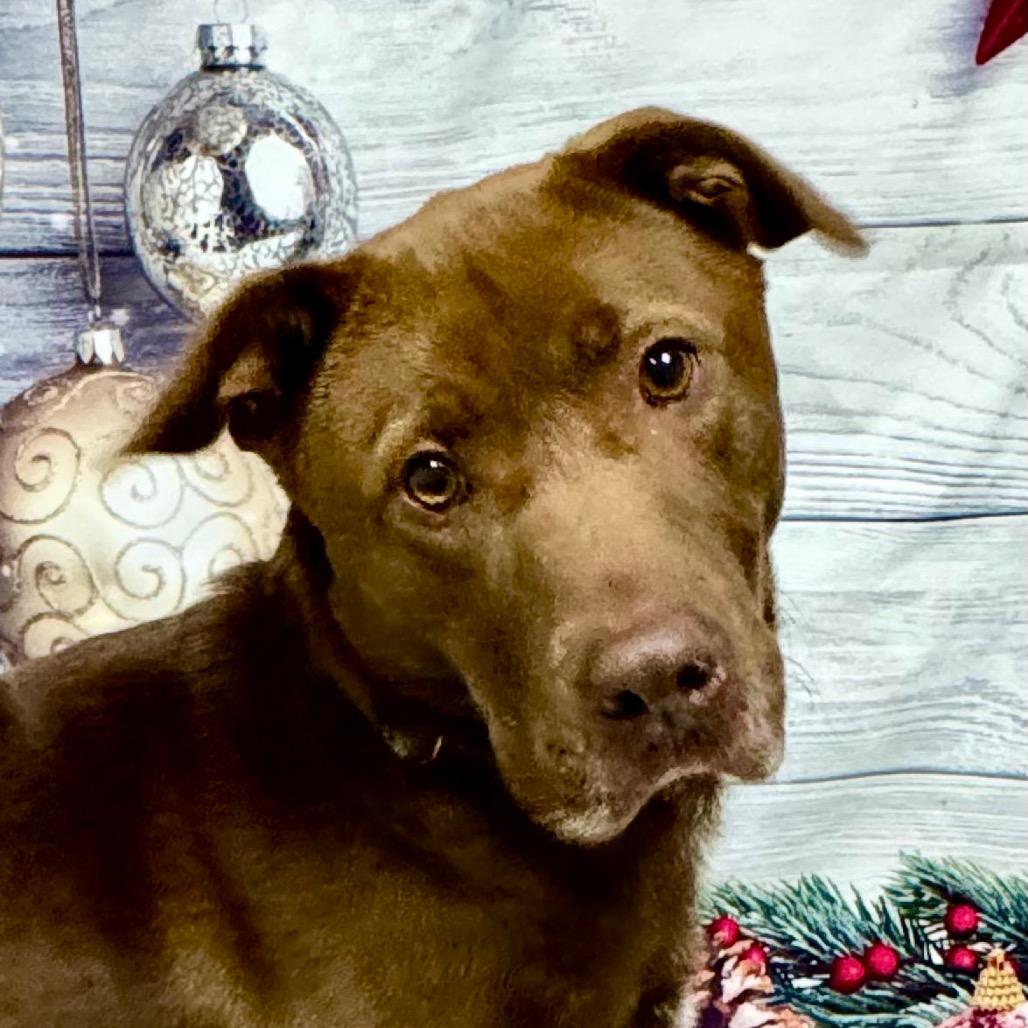 Enlarge Patton, a Adoptable mixed breed in Franklin, NC image 2/6