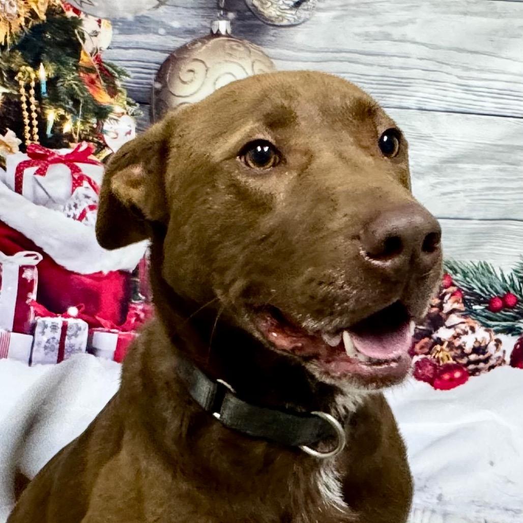 Enlarge Patton, a Adoptable mixed breed in Franklin, NC image 3/6