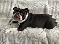 Stella, ADOPTABLE, Young Female Bulldog.