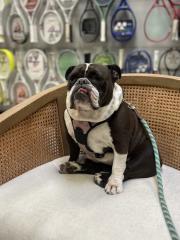 Stella, a ADOPTABLE Bulldog in Stony Brook, NY image 3/4