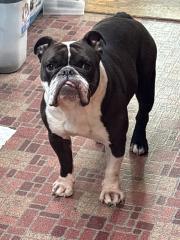 Stella, a ADOPTABLE Bulldog in Stony Brook, NY image 4/4