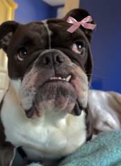 Stella, a ADOPTABLE Bulldog in Stony Brook, NY image 2/4