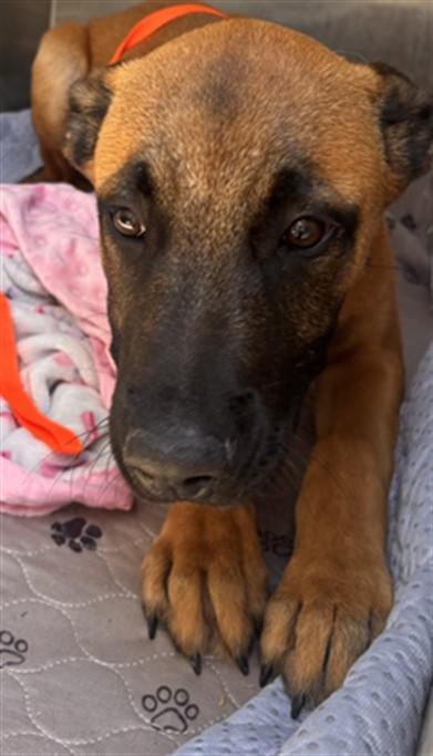 Enlarge A210662, a Adoptable mixed breed in Olivehurst, CA image 1/1