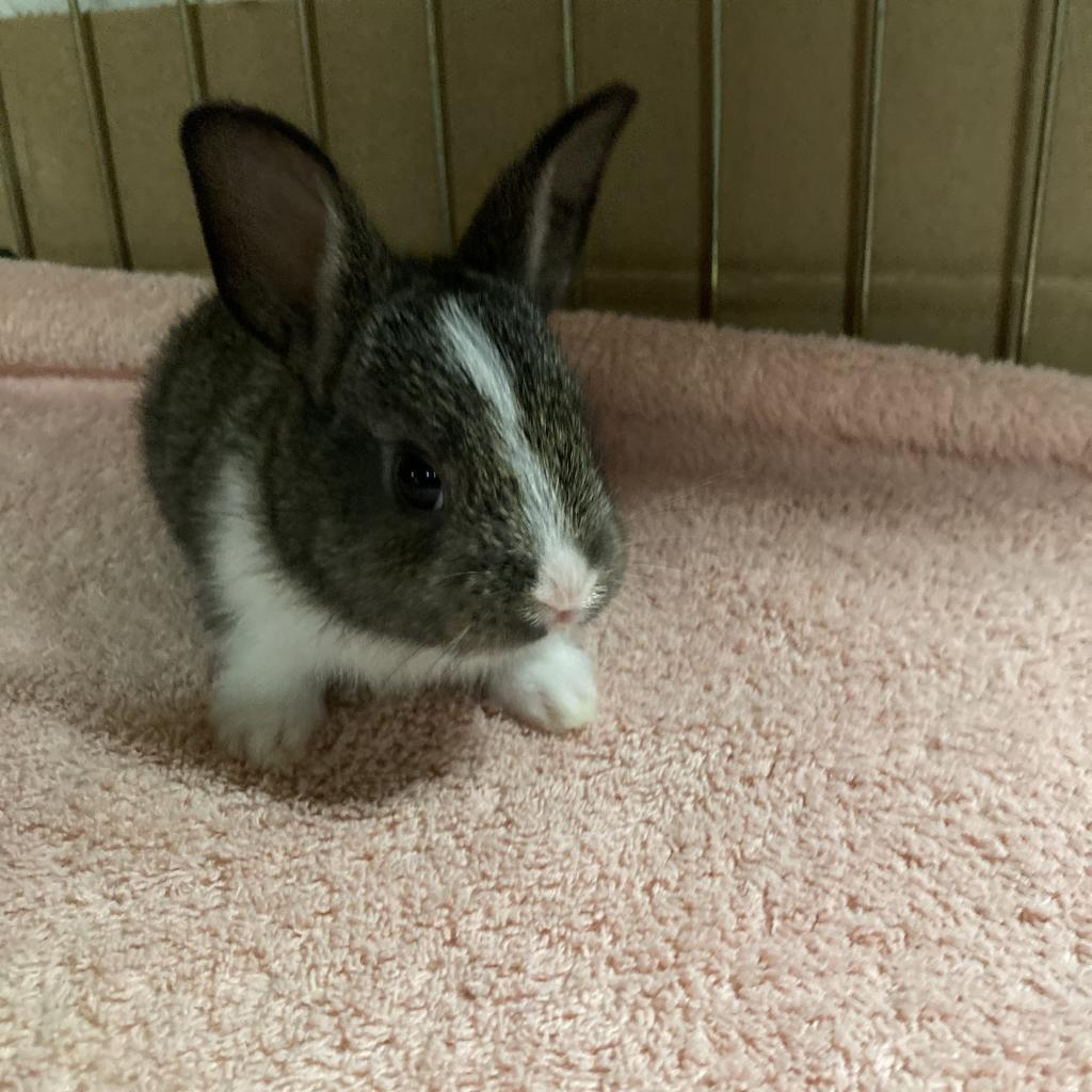 Enlarge Muse, a Adoptable Dutch in Baltimore, MD image 1/6