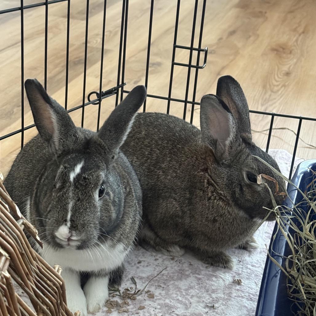 Enlarge Muse (and Tully), a Adoptable Dutch in Baltimore, MD image 2/6