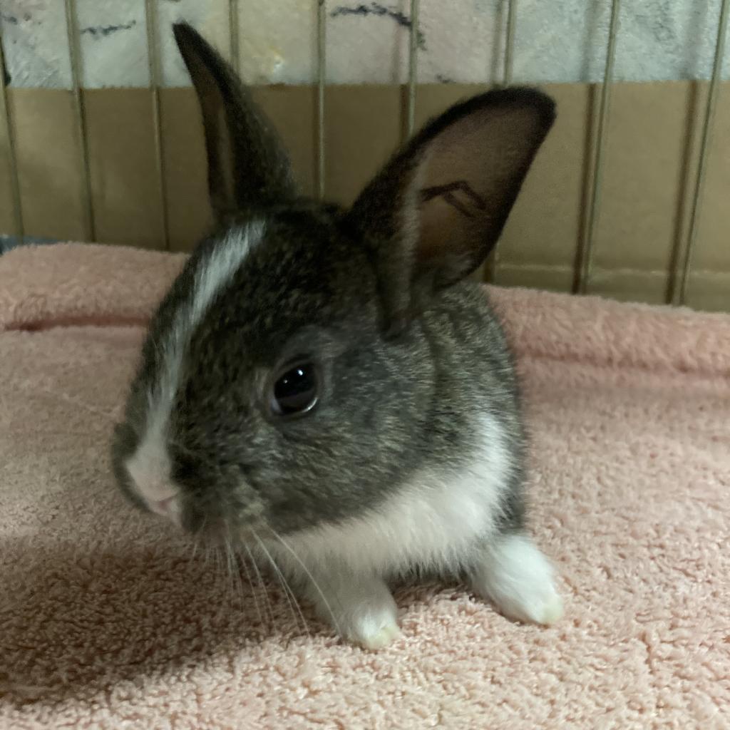 Enlarge Muse, a Adoptable Dutch in Baltimore, MD image 2/6