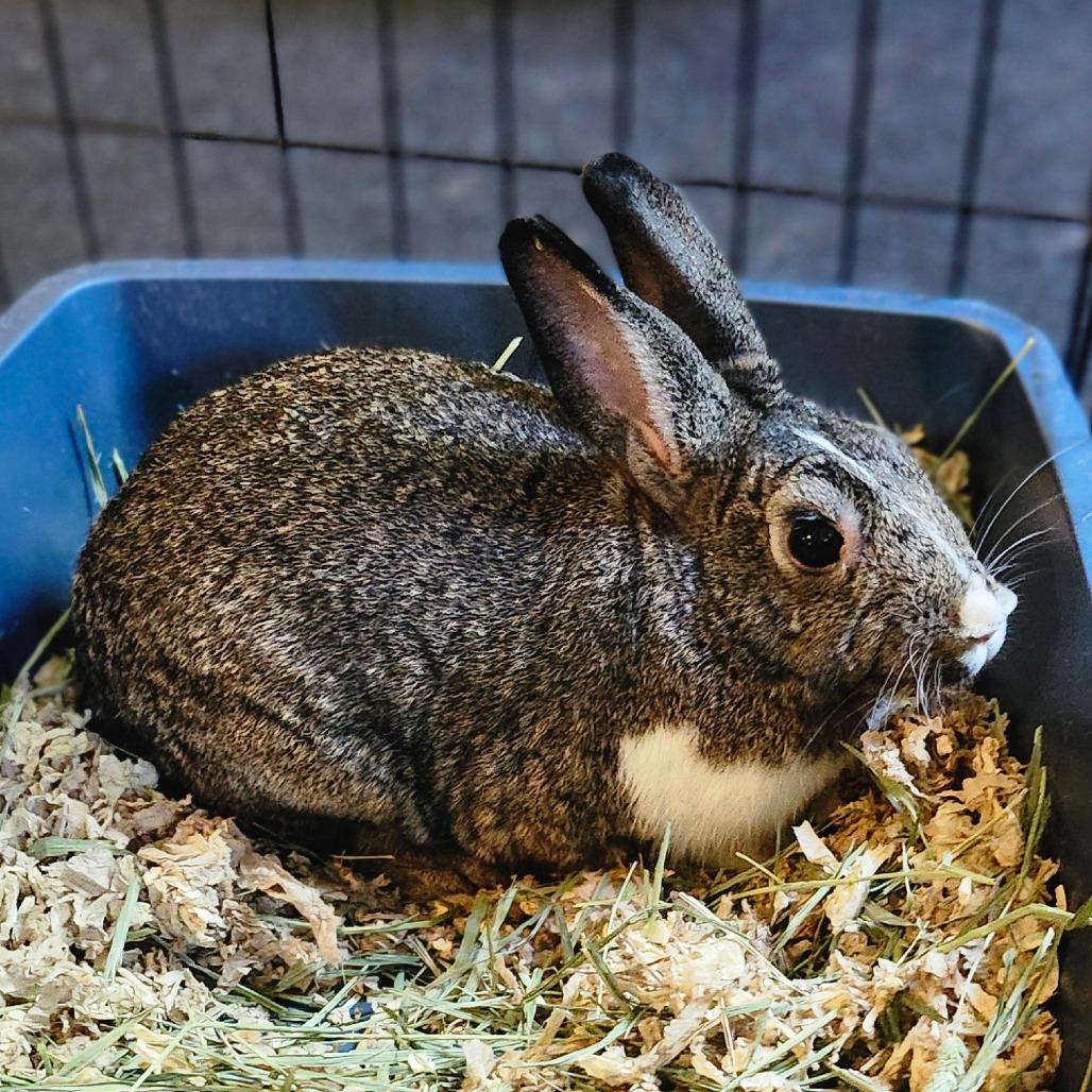 Muse, a Adoptable Dutch in Baltimore, MD image 5/6