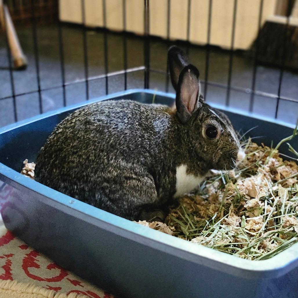 Muse, a Adoptable Dutch in Baltimore, MD image 6/6