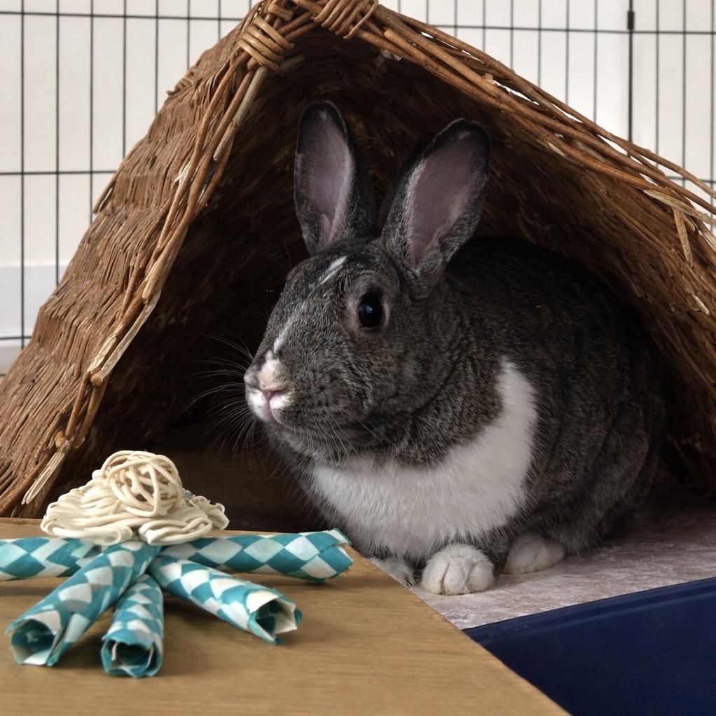 Enlarge Muse (and Tully), a Adoptable Dutch in Baltimore, MD image 3/6