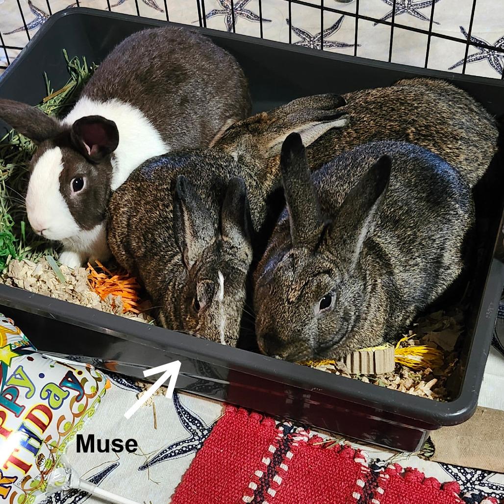 Enlarge Muse, a Adoptable Dutch in Baltimore, MD image 4/6