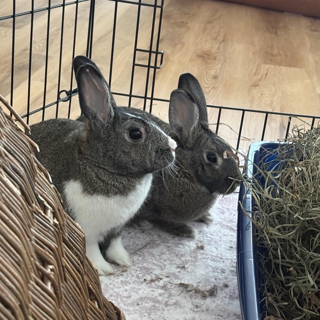 Enlarge Muse (and Tully), a Adoptable Dutch in Baltimore, MD image 4/6