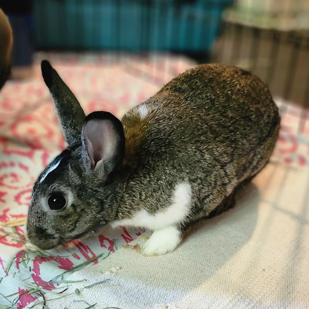 Enlarge Muse, a Adoptable Dutch in Baltimore, MD image 6/6