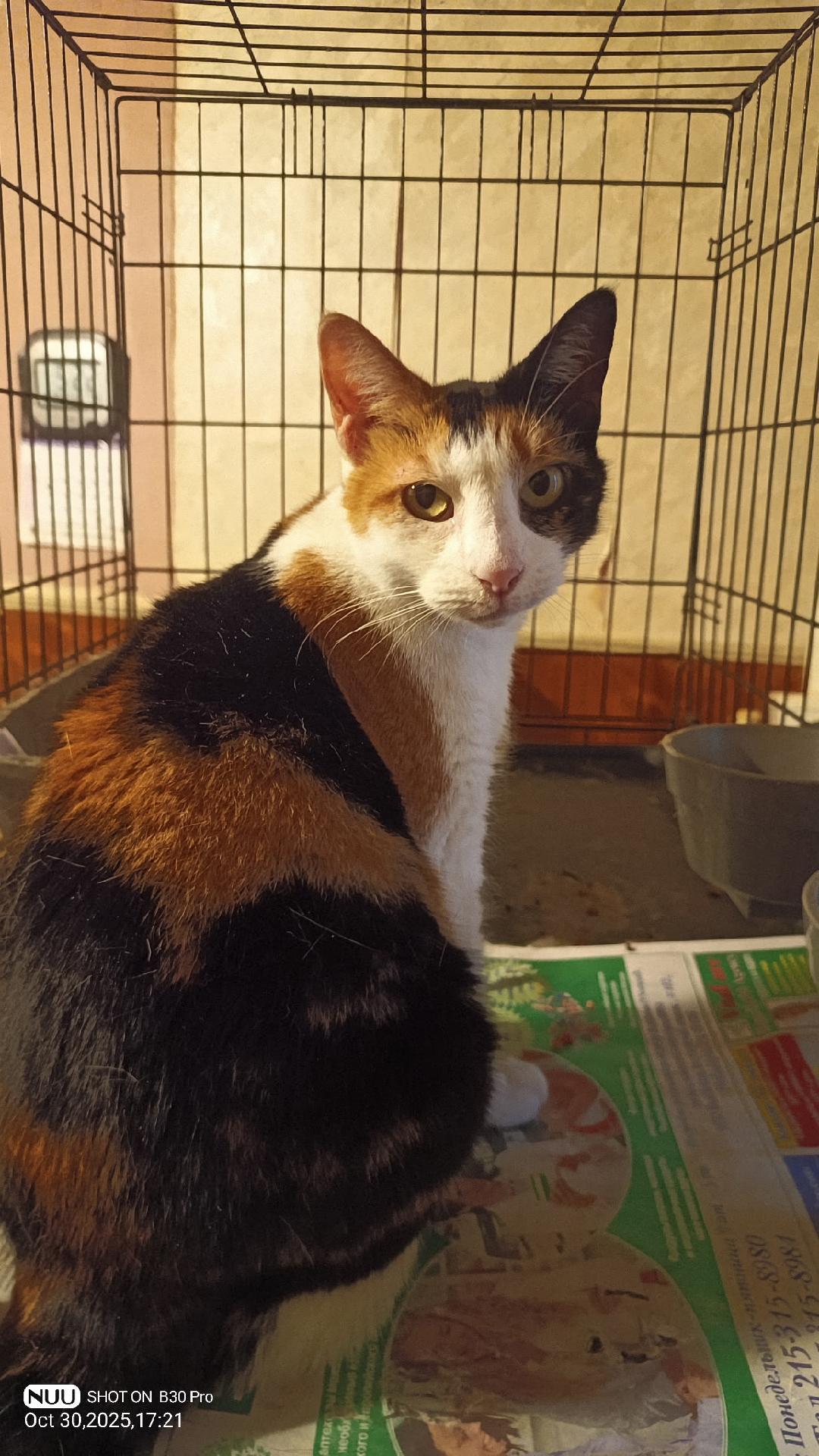 Cinnamon, Adoptable, Young Female Calico & Domestic Short Hair.