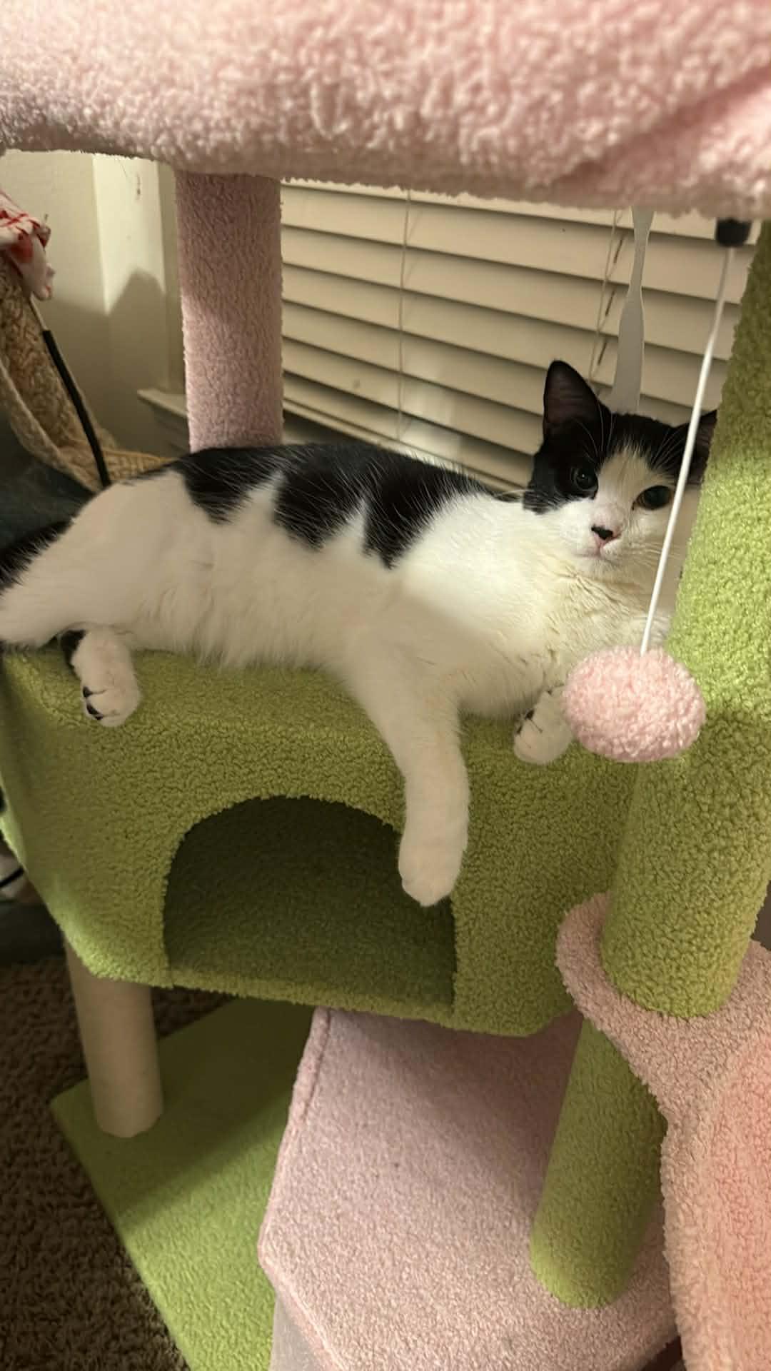 Enlarge Julo, a ADOPTABLE Domestic Short Hair in Charlotte, NC image 2/5