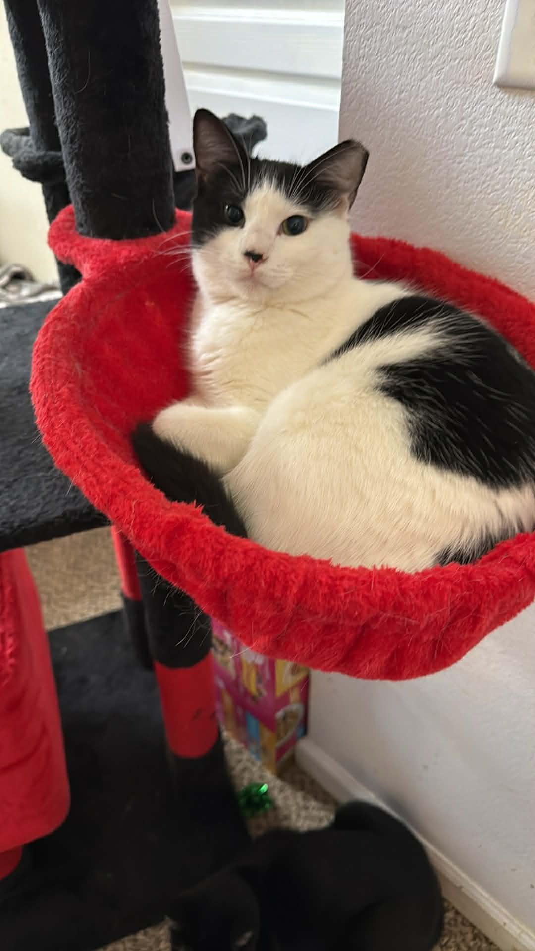 Julo, ADOPTABLE, Kitten Male Domestic Short Hair.