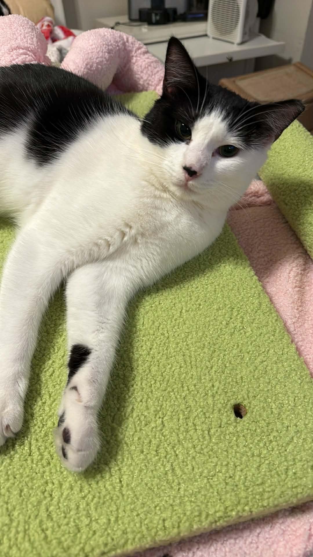 Enlarge Julo, a ADOPTABLE Domestic Short Hair in Charlotte, NC image 1/5