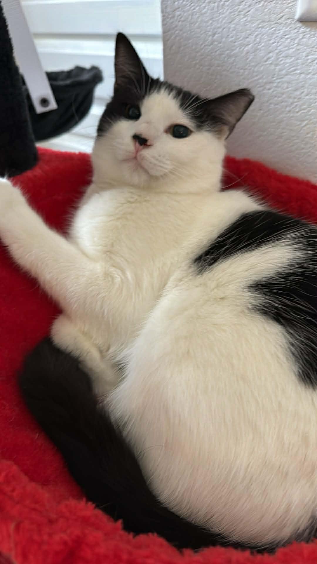 Enlarge Julo, a ADOPTABLE Domestic Short Hair in Charlotte, NC image 2/6