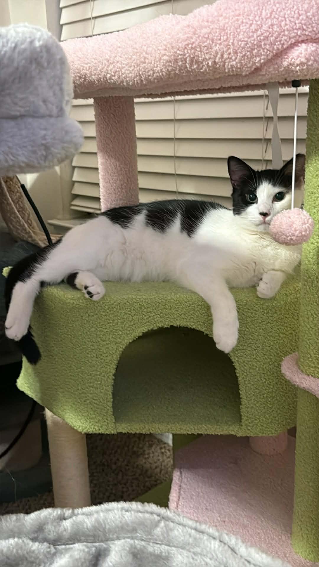 Enlarge Julo, a ADOPTABLE Domestic Short Hair in Charlotte, NC image 3/5