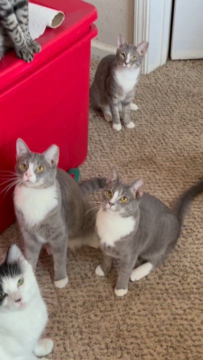 Enlarge Julo, a ADOPTABLE Domestic Short Hair in Charlotte, NC video 5/5