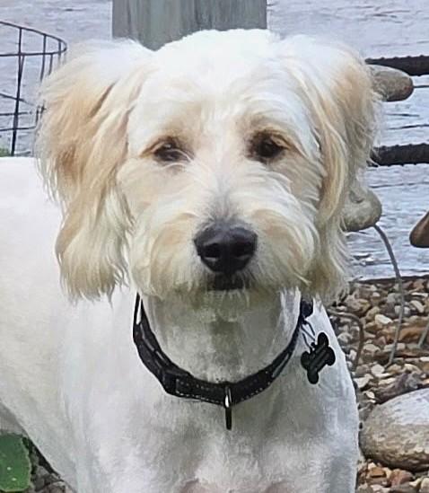 Karl, a ADOPTABLE Goldendoodle in Lisbon, IA image 2/6