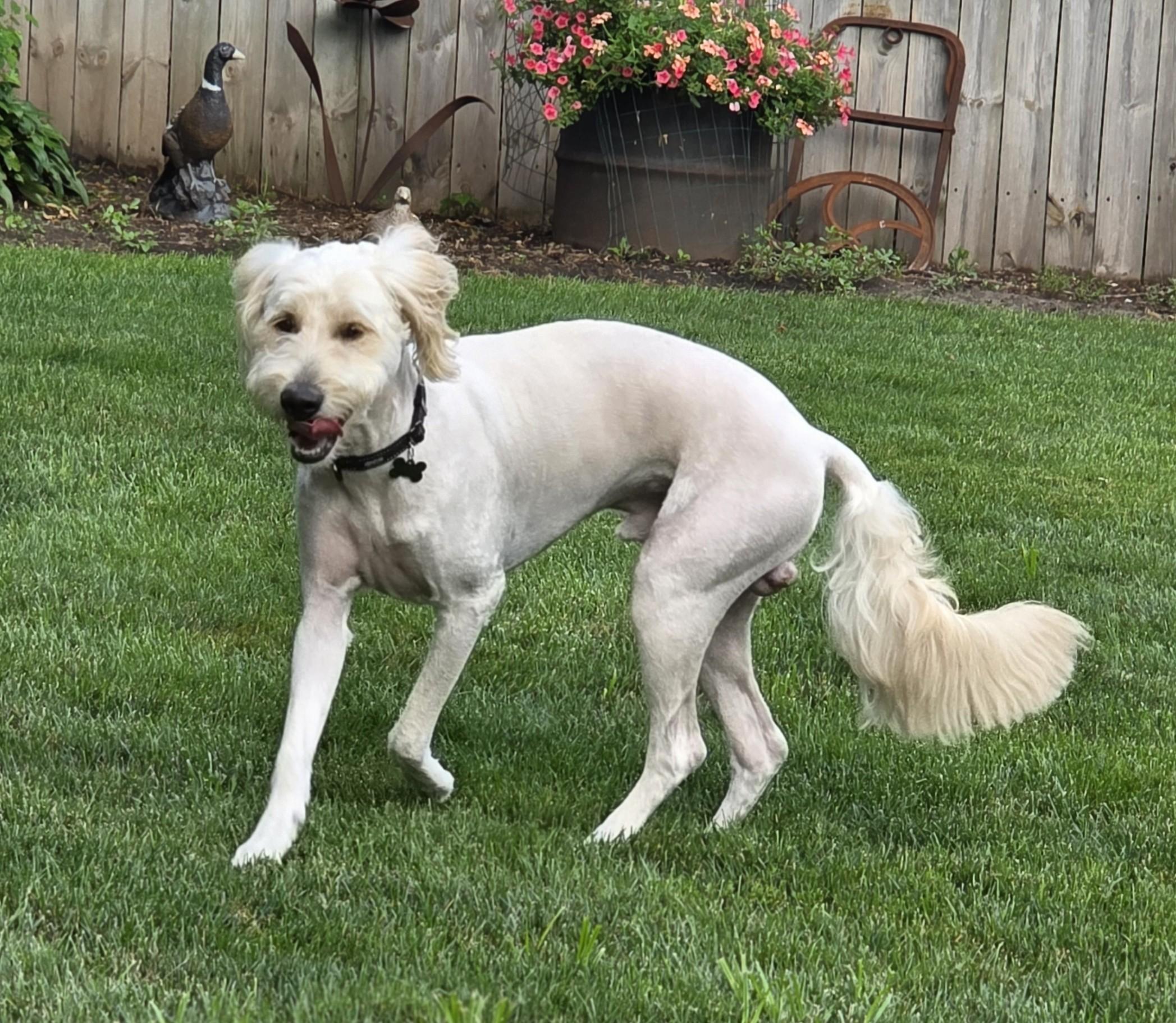 Karl, a ADOPTABLE Goldendoodle in Lisbon, IA image 5/6