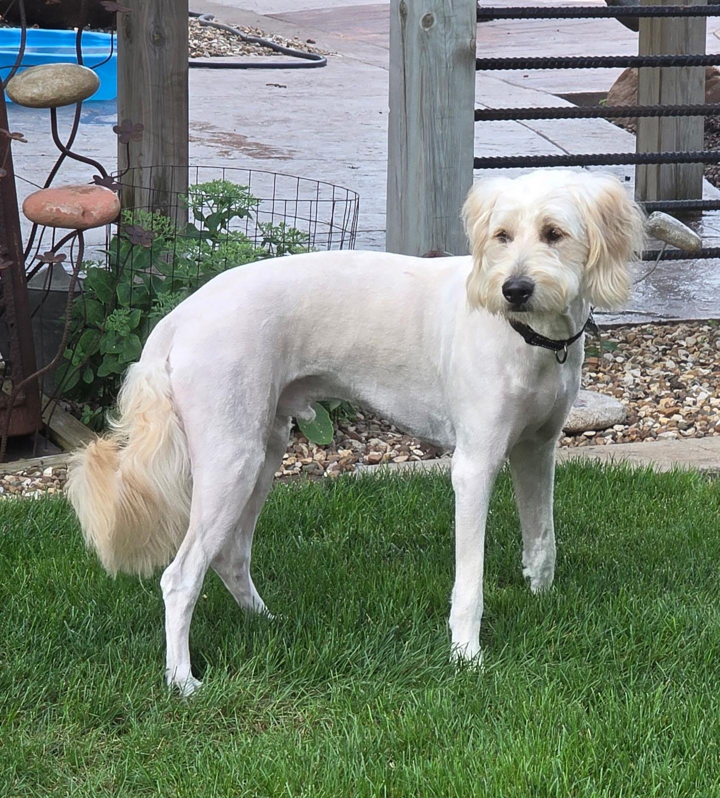 Karl, a ADOPTABLE Goldendoodle in Lisbon, IA image 3/6