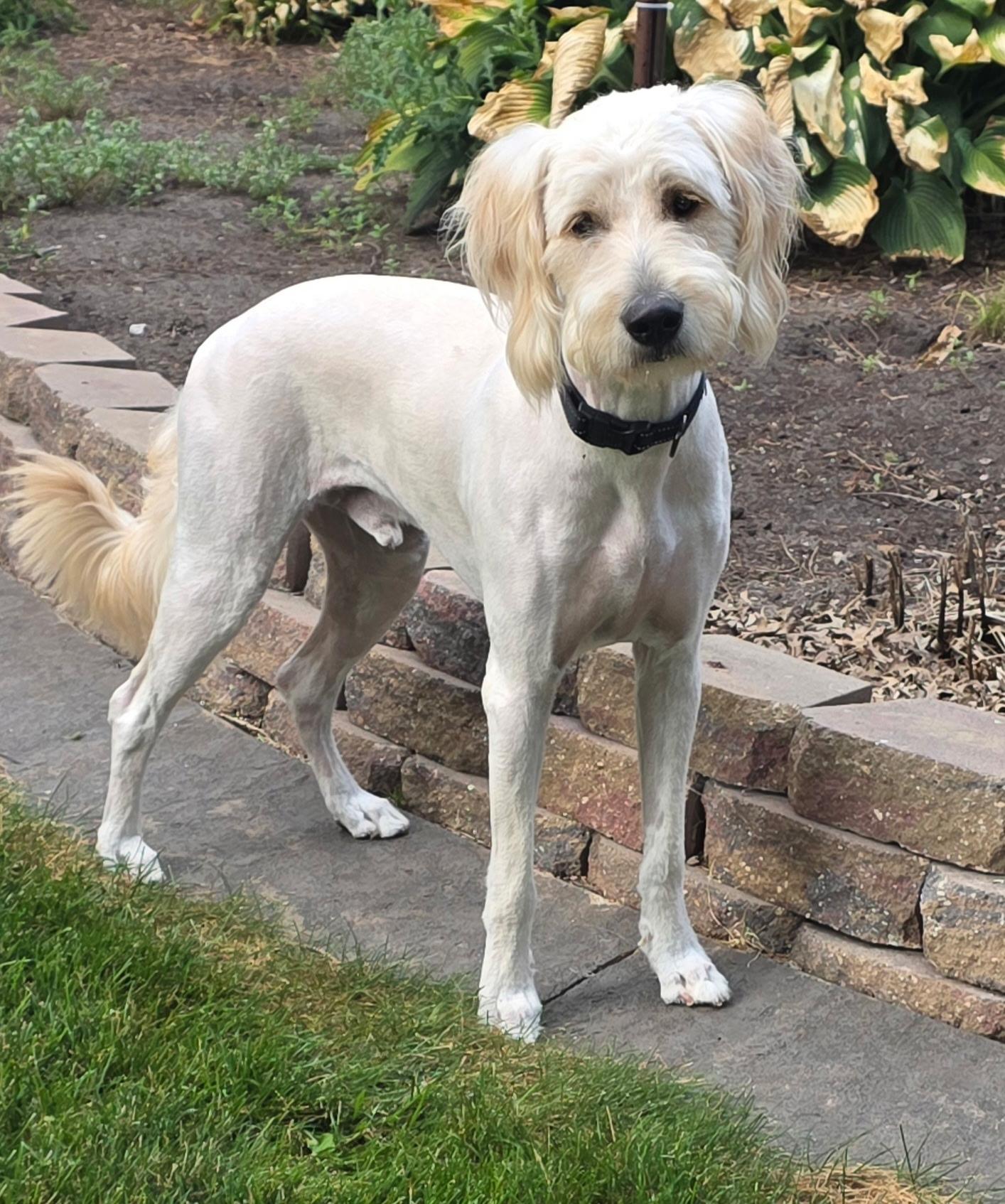 Karl, a ADOPTABLE Goldendoodle in Lisbon, IA image 6/6