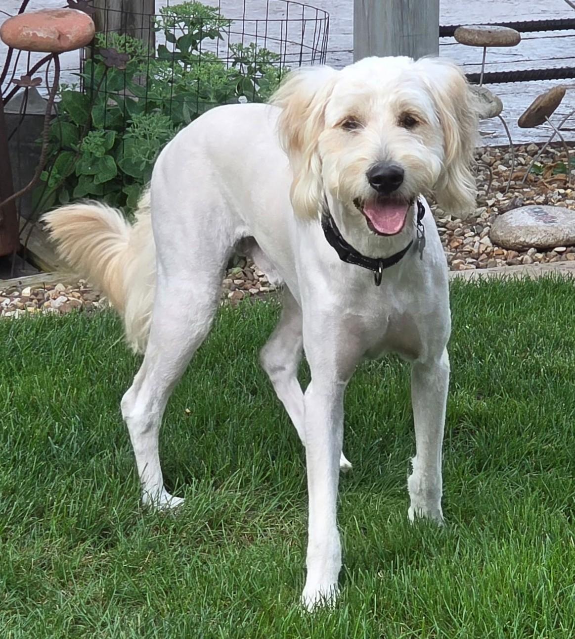 Karl, ADOPTABLE, Puppy Male Goldendoodle.