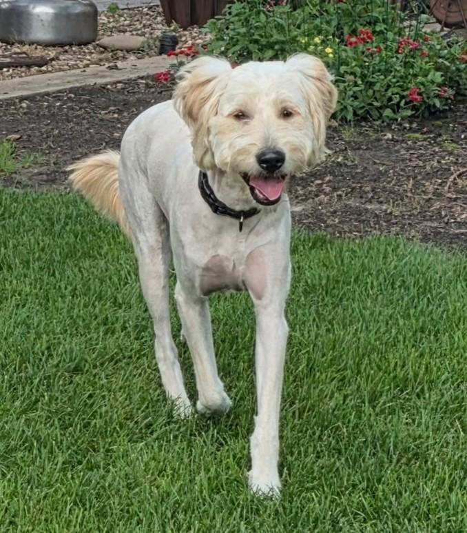 Karl, a ADOPTABLE Goldendoodle in Lisbon, IA image 4/6